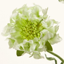 Tokyodo FM009378-023 Artificial Flowers MAGIQ Fringe Scaviosa, Cream Green, Flower Diameter 2.4-2.8 x L11.0 inches (6-7 x 28 cm)
