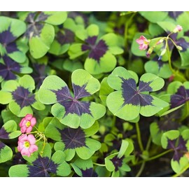 Iron Cross Shamrock Bulbs for Planting - Fast Growing Year Round Color Indoors or Outdoors - Oxalis Shamrock Bulbs for Good Luck (10 Bulbs)