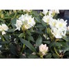 Cunningham's White Rhododendron - 4" Pot