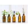  White Tea & Ginger Essential Oil - 100% Pure