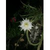 Cactus Night Blooming Cereus Cactus 5 ROOTED Cacti Easy to