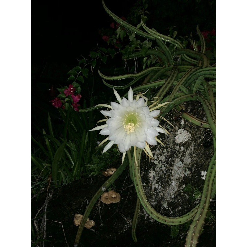 Cactus Night Blooming Cereus Cactus 5 ROOTED Cacti Easy to