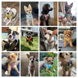 AIITLE Step in Dog Harness and Lead Set, Dog Vest Harness with Super Breathable Mesh, Training for Small Dogs, Cats, Turquoise, XXS