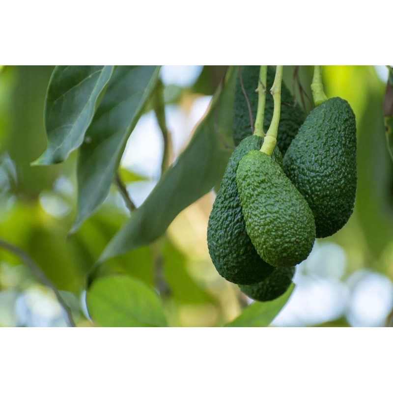 Avocado Fruit Tree 20” Seedling Live Plant Ready To Plant