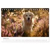 Herz aus Gold - Retriever zum Verlieben (Tischkalender 2026 DIN