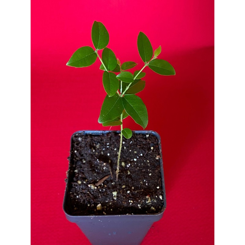 9waters Jaboticaba Plinia Coronata Jabuticaba Fruit Tree tropical Plant VERY