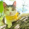 Cat Harness with Leash and Collar for Walking - Escape