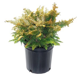 Chamaecyparis obt. 'Fernspray Gold' (False Cypress) Evergreen, gold & green foliage, #2 - Size Container