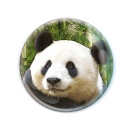 Deluxebase Magnidome Panda Panda Fridge Magnet Crystal Glass Fridge Magnet for Kids Beautiful Magnetic Domes for Home Decoration