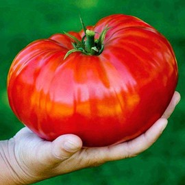 CEMEHA SEEDS - Seeds Red Giant Beefsteak Tomato Indeterminate Non GMO Vegetable for Planting