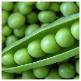 Everwilde Farms - 1 Oz Lincoln Shell Pea Seeds - Gold Vault