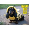 Glory To Dog Happy Bee Day You're One in a