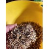 French Marigold Sparky Mix, Beautiful Colors, Garden Pest Deterrent FREE