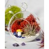 Creations by Nathalie - DIY Terrarium Kit with Live Air
