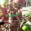OJYUDD 300 Pcs Plant Support Clips,Plastic Tomato Clips,Plant Support Clips,Garden
