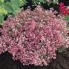 Baby’s Breath Flower Seeds, Pink Carmine - 1000 Seeds -