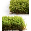 Live Moss – Thuidium Moss (3 Sheets, Each Approx. 3.5"x7")