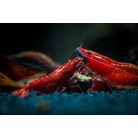 Aquaticblendedfoods Super Spirulina Stick & Wafer Mix with Spirulina,Krill,Algae,Calcium & Shrimp ABF327 (4oz)