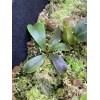 Carnivero Nepenthes Vetchii Kelabit Highlands x S.O.M. x L.V.B.