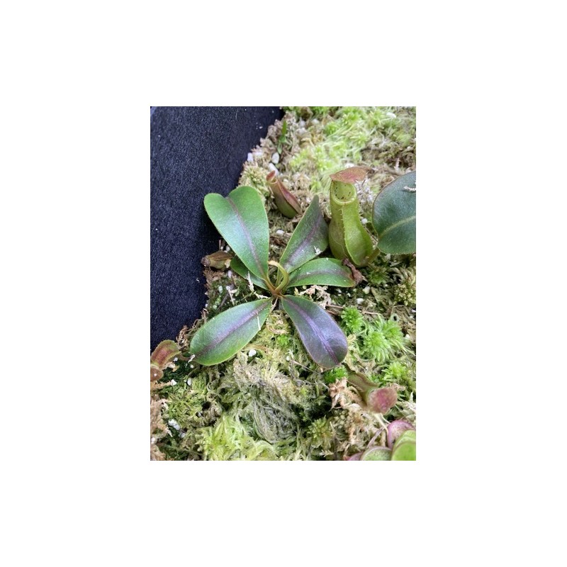 Carnivero Nepenthes Vetchii Kelabit Highlands x S.O.M. x L.V.B.