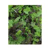Viridis Hortus - Tasty Mustard Mix 3,050 (5g's) Nutritious Salad
