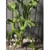 Cactus 11 Cutting 16.00 $ Epiphyllum Orchid Cactus: Night-Blooming Cereus