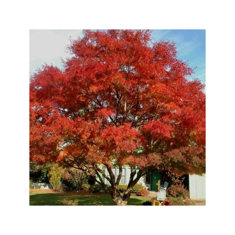 Tree Sun Valley Red Maple Tree - 8-14" Tall -