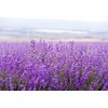 Pre de Provence Maison French Dried Lavender Blossoms for Fragrance