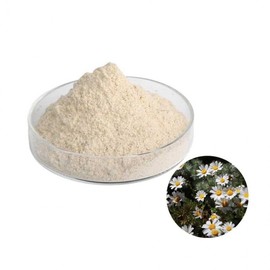 Chrysanthemum Extract Powder 100g Sample