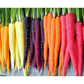 Axel's Garden Seeds Rainbow Blend Carrot Seeds | Heirloom | Non-GMO | Fresh Garden Seeds - 750 Seeds