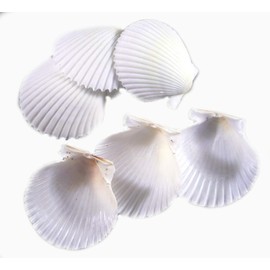 Set of 100 White Florida Scallop Shells (About 2") Seashells for Beach Wedding Decor and Ocean Crafts