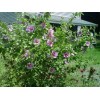 Roots Rose Of Sharon Hibiscus Organic Live Plant w/ Roots