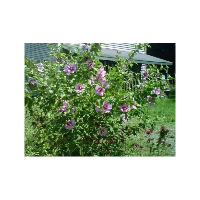 Roots Rose Of Sharon Hibiscus Organic Live Plant w/ Roots