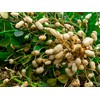 Seeds Spanish Peanut 10 Seeds to Grow Annual Warm-Season Plant