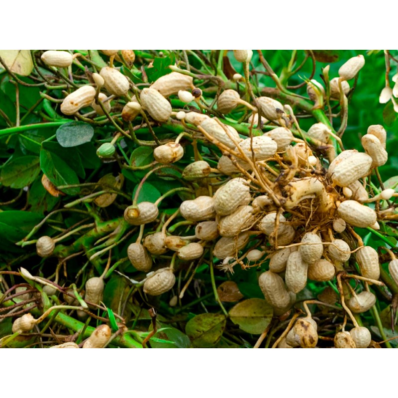 Seeds Spanish Peanut 10 Seeds to Grow Annual Warm-Season Plant