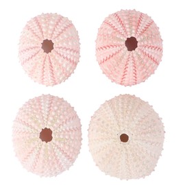 BESPORTBLE Home Decor Home Decor 4 Pack Natural Sea Urchins Shells Decor, Sea Urchin Seashells Decorative for Home Decor, (Random Color) Artificial Plants Artificial Plants