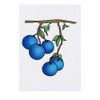 'Berries On A Branch' Temporary Tattoo - Water Resistant, Skin-Safe,