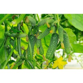 Seeds Self-Pollinated Cucumber Grandpa's Granddaughter F1 for Pickling Non GMO Heirloom - Harvest Time 40 Days