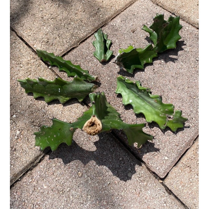 Cactus 2X Queen 12" CACTUS ORCHIDs NIGHT BLOOMING CEREUS