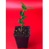 LovelyGarden Pitangatuba Star Cherry Eugenia Selloi neonitida Fruit Tree Seedling