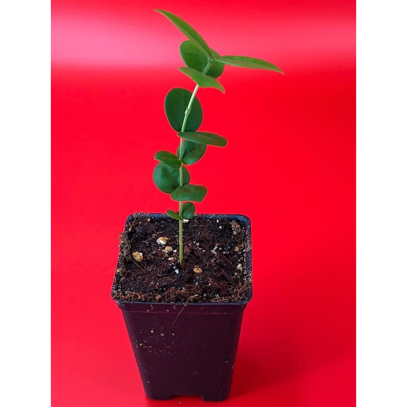 LovelyGarden Pitangatuba Star Cherry Eugenia Selloi neonitida Fruit Tree Seedling