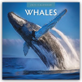 Whales 2025 Square Wall Calendar