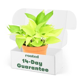 Neon Pothos - Epipremnum aureum | Live, Easy Houseplant (6" Wide Pot)