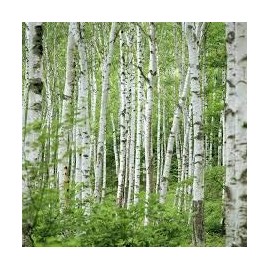 White Birch Fragrance Oil - 2 LB - For Candle & Soap Making by Virginia Candle Supply