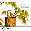 An Illustrated Guide to Japanese Maples for Garden Planting and