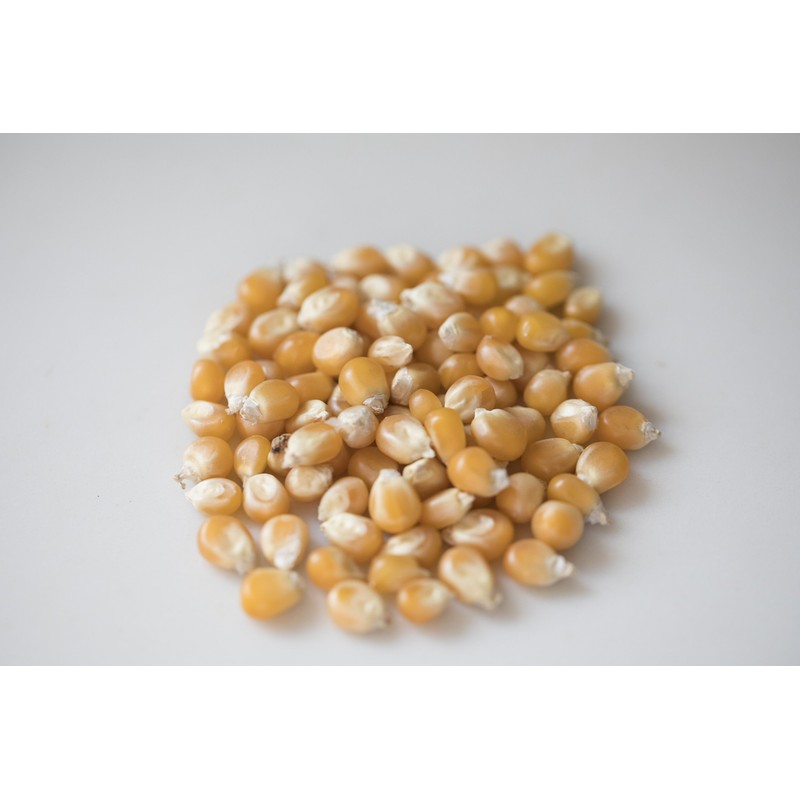 Amish Country Popcorn | 1 Lb Mushroom Kernels | Old
