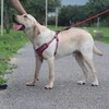 Suredoo No Pull Dog Harness Adjustable Breathable Reflective Lightweight Pet