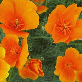 Everwilde Farms - 1000 Orange California Poppy Native Wildflower Seeds - Gold Vault Jumbo Seed Packet