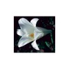 Flower Essence Services Easter Lily Dropper Herbal Supplements, 0.25 Ounce
