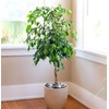 Ficus Benjamina Bonsai Weeping Fig Tree Benjamin Fig Ficus Tree